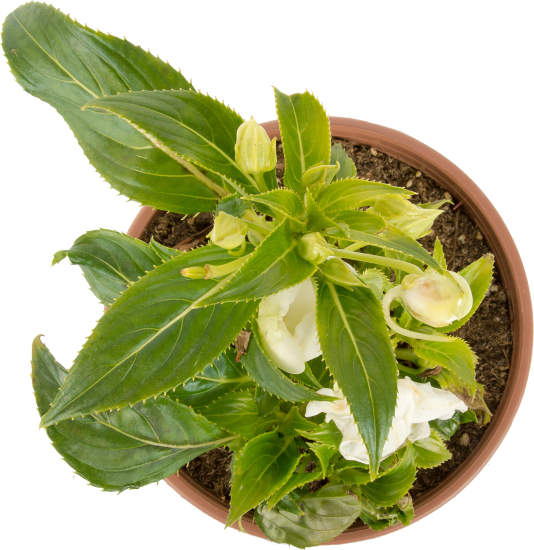 Бальзамин новогвинейский 15x35 см