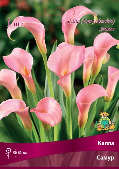 Калла Самур 14/16, 1 шт