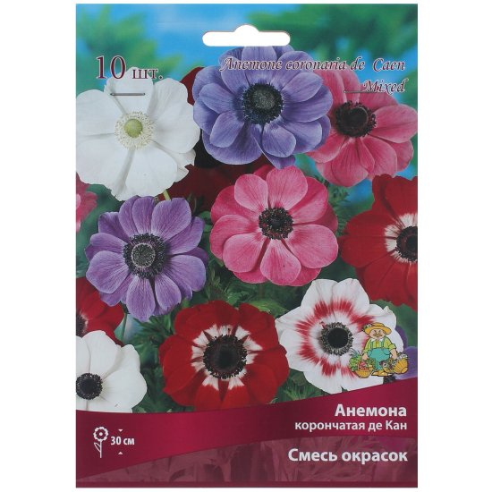 Анемоны корончатые, высота 20 см, 1 шт.