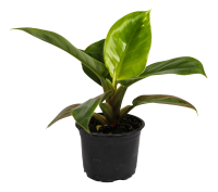 Филодендрон ø10.5 h8 см