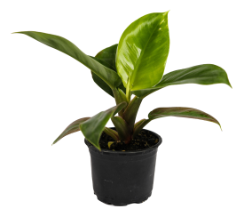 Филодендрон ø10.5 h8 см