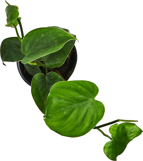 Филодендрон ø10.5 h8 см