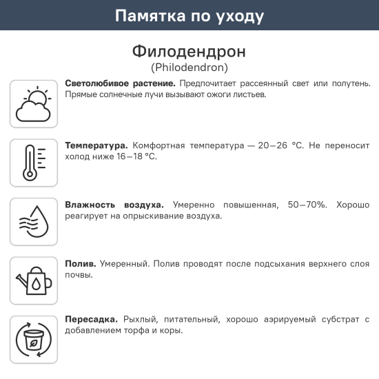 Филодендрон ø10.5 h8 см