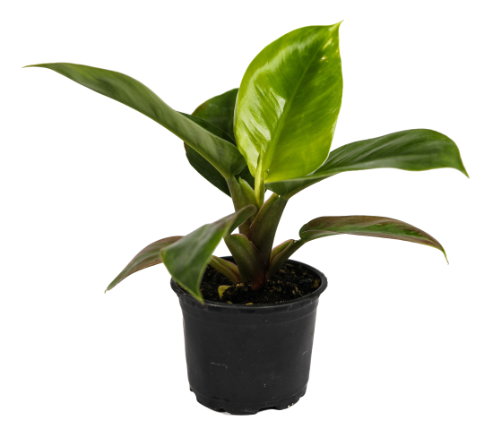 Филодендрон ø10.5 h8 см