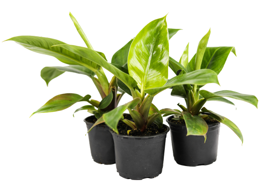 Филодендрон ø10.5 h8 см