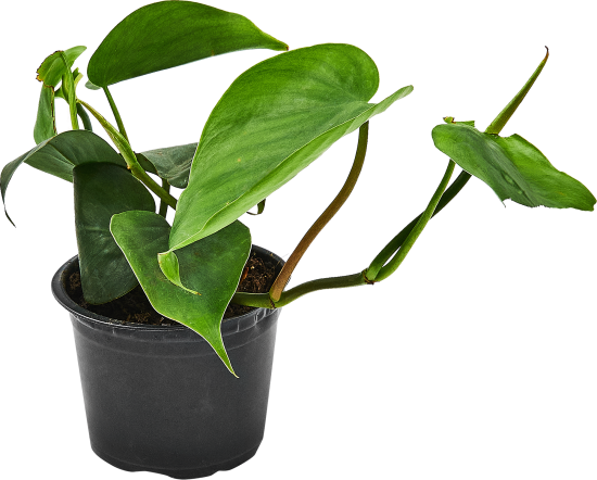 Филодендрон ø10.5 h8 см