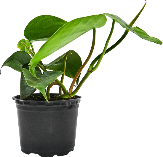 Филодендрон ø10.5 h8 см