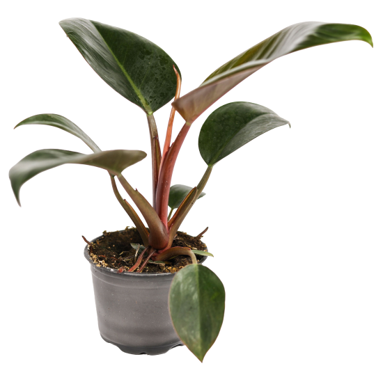 Филодендрон ø10.5 h8 см