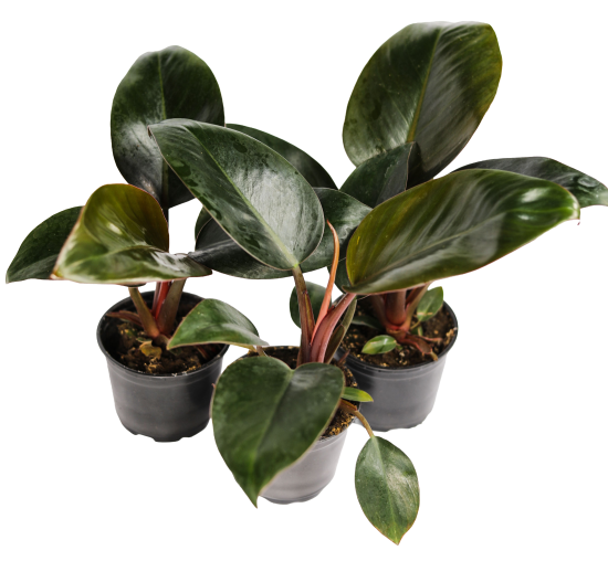 Филодендрон ø10.5 h8 см