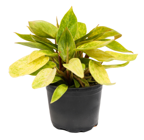 Филодендрон ø10.5 h8 см