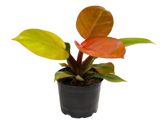 Филодендрон ø10.5 h8 см