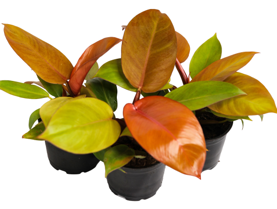 Филодендрон ø10.5 h8 см