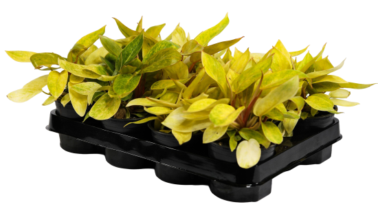 Филодендрон ø10.5 h8 см