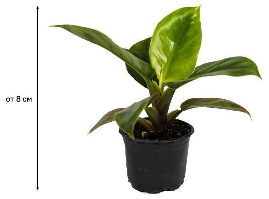 Филодендрон ø10.5 h8 см