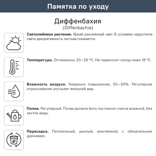 Диффенбахия ø10.5 h8 см