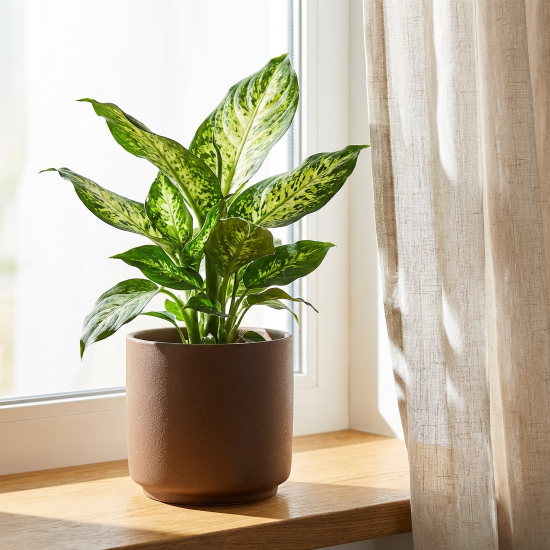 Диффенбахия ø10.5 h8 см