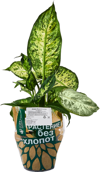 Диффенбахия ø10.5 h8 см