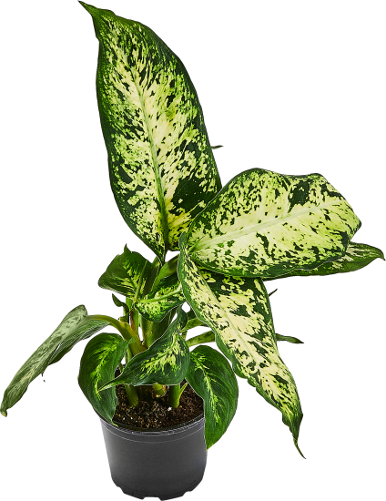 Диффенбахия ø10.5 h8 см
