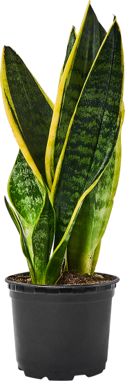 Сансевиерия ø10.5 h8 см