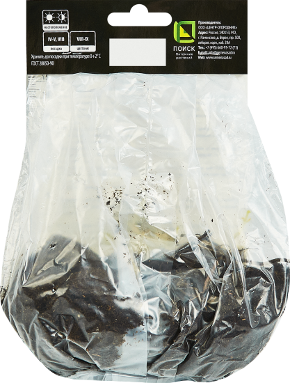 Флокс метельчатый Саншайн