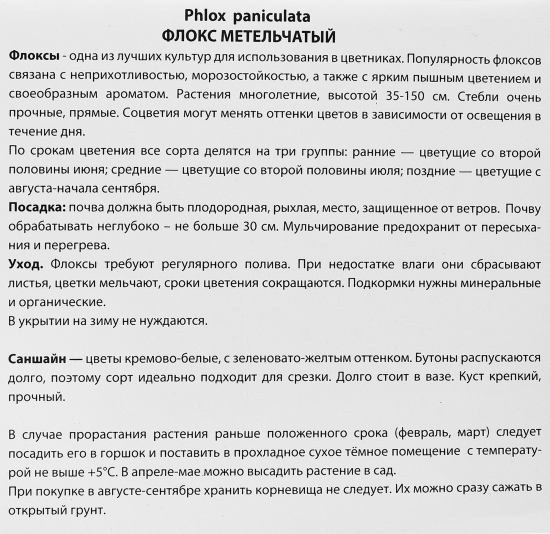 Флокс метельчатый Саншайн