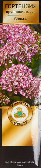 Гортензия крупнолистовая Сальса h100 см