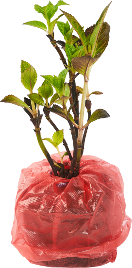 Гортензия крупнолистовая Сальса h100 см