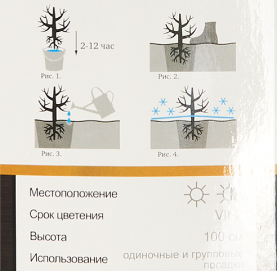 Гортензия крупнолистовая Сальса h100 см