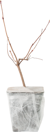 Калина Буль Де Неж в коробке