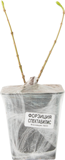 Форзиция Спектабилис в тубе Кутепово