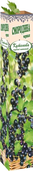 Смородина чёрная 9x35 см