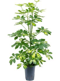 Шеффлера Голд Капелла ø17 h70 см