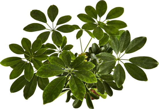 Шеффлера Голд Капелла ø17 h70 см