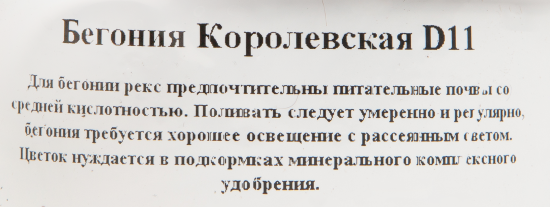 Бегония королевская d11 h20