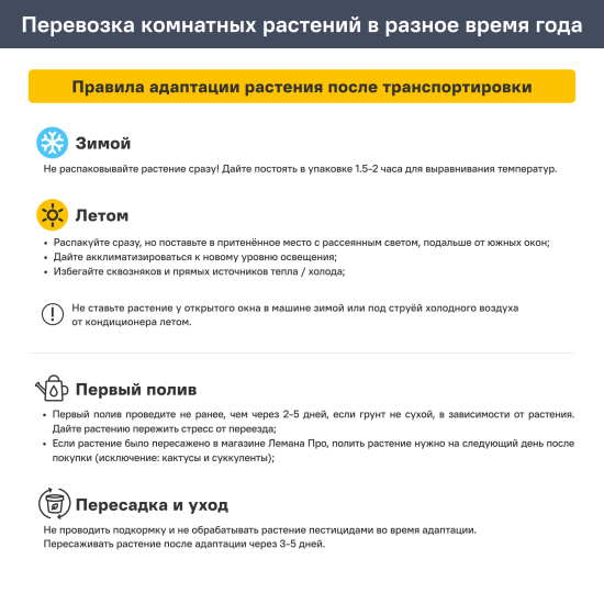 Бегония королевская d11 h20