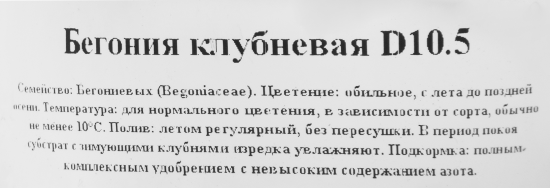 Бегония клубневая d10.5