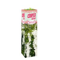 Спирея серая Грефшейм в тубе Кутепово