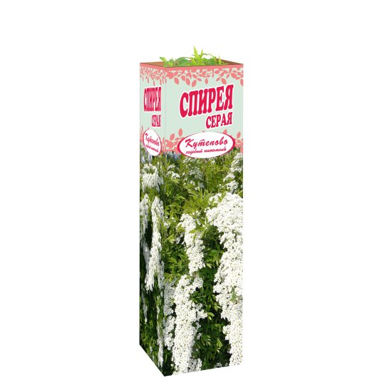 Спирея серая Грефшейм в тубе Кутепово