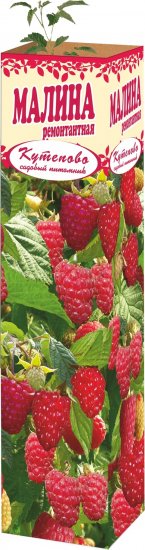 Малина ремонтантная 9x35 см