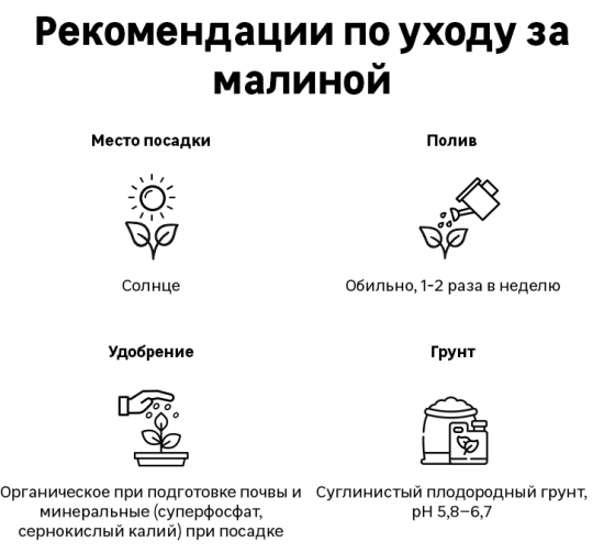 Малина ремонтантная 9x35 см
