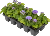 Агератум микс, 10 шт.