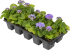 Агератум микс, 10 шт.