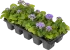 Агератум микс, 10 шт.