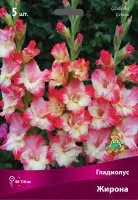 Гладиолус крупноцветковый Жирона луковица 12/14