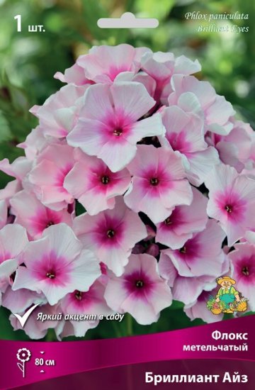 Флокс метельчатый Бриллиант Айз луковица I