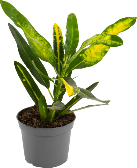 Кротон вариегатум микс d9 h15