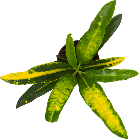 Кротон вариегатум микс d9 h15