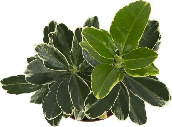 Бересклет микс горшок 11 см