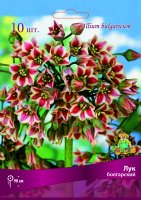 Лук болгарский размер луковицы 7/8, 10 шт.