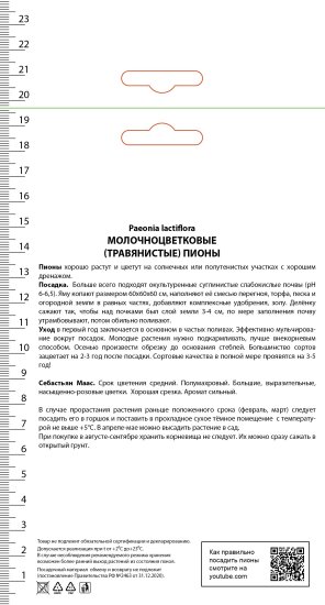 Пион молочноцветковый травянистый «Себастьян Маас» разбор 1-2